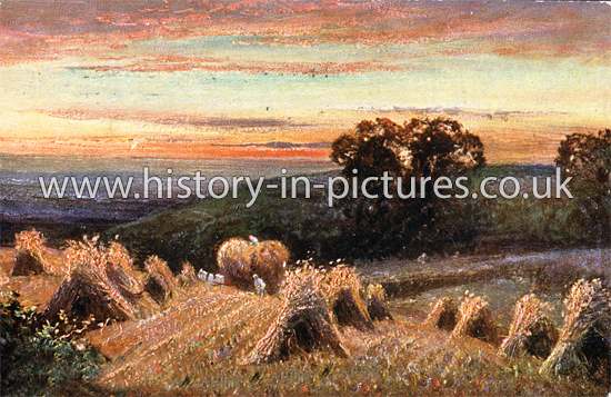 A Cornfield at Chingford looking towards the Lea Valley, Chingford, London. c.1905